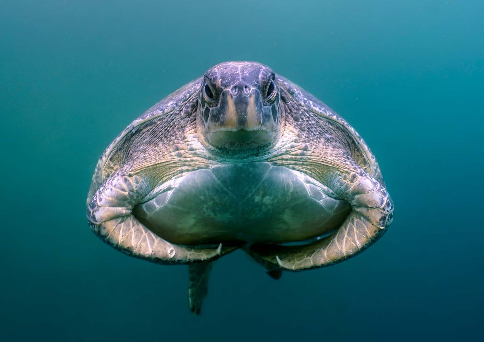 Das neue Underwater Photography Magazine